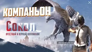Компаньон Пубг Мобайл Уже в игре. Pubg Mobile