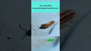 Eliminate Drain Centipedes with Baking Soda!