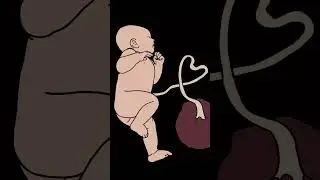 LABOUR AND DELIVERY SONG #health #anatomy #song #science #labour #pregnancy #delivery #wellerman