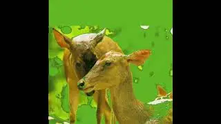 Deer green screen video VFX