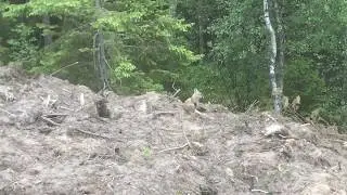 En ung räv kommer på besök