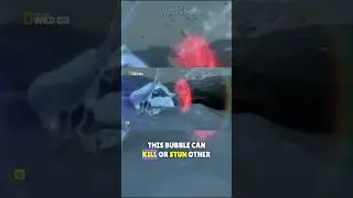Pistol shrimp kills its victims with a single shot!🔫🦐💥 | Mantis shrimp - Pistol shrimp 