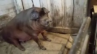 Вторая линия племенных свиней Дюрок приехала! Знакомимся с новыми жителями!