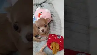 #cutedog #cutedogs #cutedogvideos #dogpets #cutepets #mylove #狗 #собака #питомец #милыесобачки