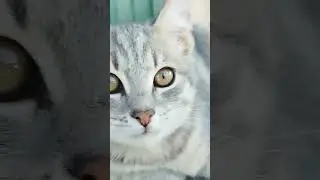 #корги