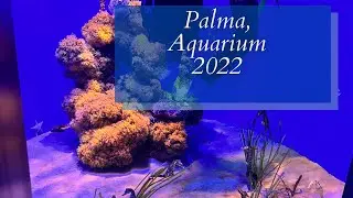 ✅ Palma de Mallorca, Aquarium рыботерапия
