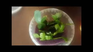 Three ways to 100% root cuttings of Schlumbergera and Rhipsalidopsis.