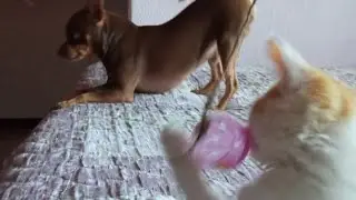 Бимошка наблюдая за Васей стал играть кошачей игрушкой!