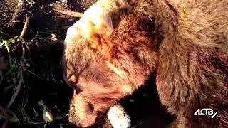 Застреленный медведь в Северо-Курильске