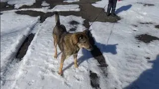 Пёс 🐕 Петя вышел на прогулку. ПАРК ЗЕМЛЯ ПРАЙДА 🌿