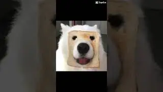 #meme#smile#yt#shorts