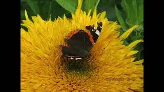sun flowers part 1 #photography