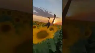 sunrise in sunflower garden #shorts