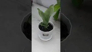 Repotting & Growing Snake Plant or Sansevieria (Dracaena) // Snake Plant  Care Indoor