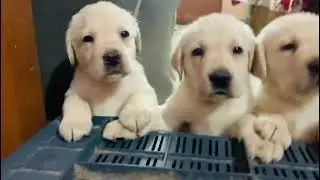 small cute dogi। 🥰🥰🥰🥰