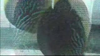 2006 discus fish breeding part 1