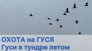 ОХОТА на гуся. Гуси в тундре сели к палатке