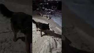 Снег, Собака, Снегоуборщик. Как убрать снег во дворе с помощью собаки. Собака пожиратель снега.