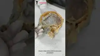 Cavidad nasal
