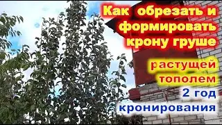 Формировка ГРУШИ растущей тополем на 2 год