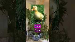 1 буква меняет смысл. #shorts #luck #duck #английскийснуля #английскийдлявзрослых #madamsheko