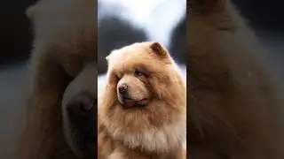 Невероятный Чау Чау по кличке Бисквит 🥐