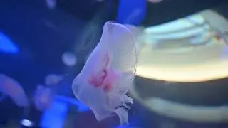 España - Valencia - Oceanografic - Medusas