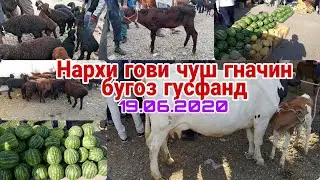 молбозори чузи шахринав нархи гови ширте ва гусфанд бара совлуқ бука савдо.... 19.06.2020