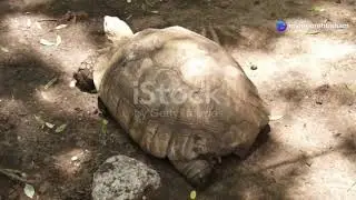 Khargosh or Kachwa (Rabbit and tortoise Race )