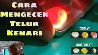 How to Check if a Canary Egg is Full or Not