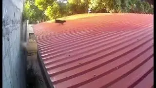 Ninja cat 🤣