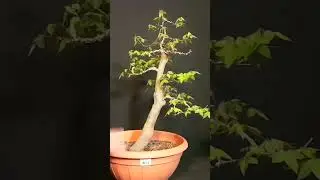 Bonsai abono 2
