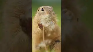 Peki o dilin tatlılığı 🫠  #animals #viralvideo #nature