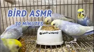 Bird ASMR 🦜 | Natural Bird Sounds for Deep Sleep, Relaxation & Stress Relief (30 Minutes)
