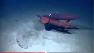 Squid Love ** Warning!! Explicit Sexual Content