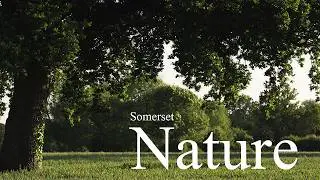 Nature - Sony FX30