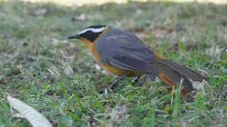 Cape Robin-Chat Bird | Closeup