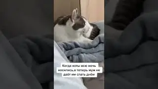 когда коты всю ночь носились, теперь хозяин не даёт им спать 🤣