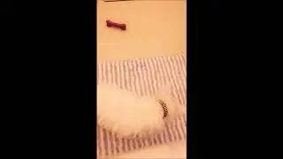 Poppys First Year [Video Compilation]