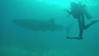 oslob セブ島 ジンベイ