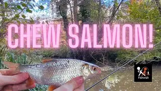 Unexpected Salmon