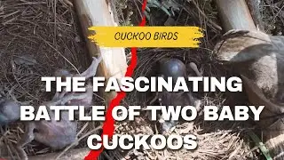 When two bad birds are in the same boat | Cuckoo bird