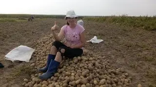 Как копают картофель в Беларуси с помощью коня!!!