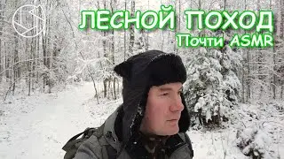 Начало зимы в военном лесу. Лесной поход с погружением в обстановку. November on the old frontline.
