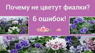 Шесть причин почему не цветут фиалки!