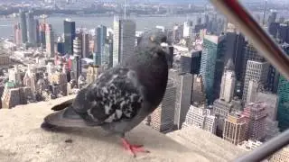 Голубь на Empire State Building