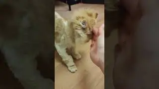 Котик из деревни 😍 #кот #спасение_кота #котик