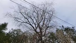 Big old willow