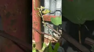 Зеленая прививка винограда коронкой,