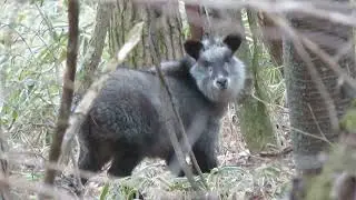 シャイなカモシカ。